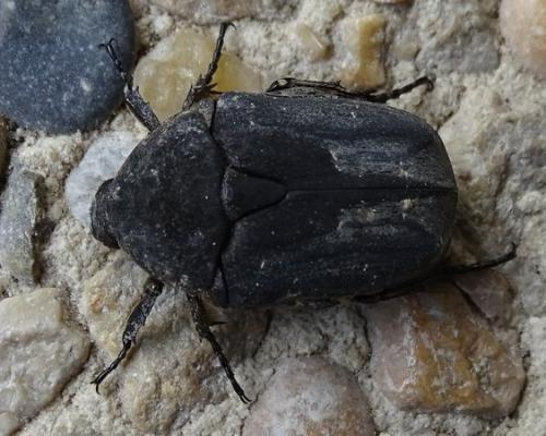 Réf. 206 325 : Netocia morio
